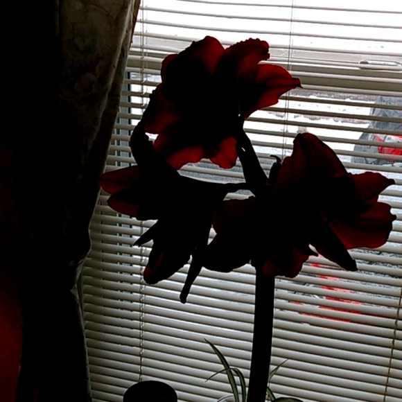 NOT FOR SALE - Picture 1 of 1